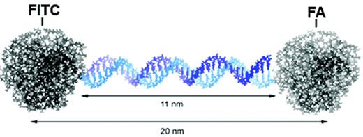 Figure 12. Prediction of overall dimension of the target DNA-linked functional dendrimer cluster agent by computer modeling (Insight II®). The DNA linker (34bp) is 11 nm and the center-to-center distance of the two functional dendrimers is estimated to be 20 nm. FITC and FA are schematically shown on the periphery of the dendrimer.