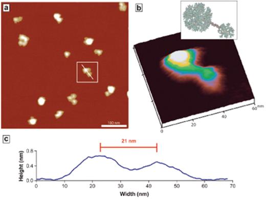 Figure 13. (a) A representative image of DNA-linked G7-G5 dendrimer nanocluster on mica (500 nm × 500 nm), (b) a three-dimensional image of one single dimeric cluster arrowed in (a), and (c) a line scan analysis of the cluster according to the white line in (a). The intra-dendrimer distance was theoretically calculated to be 20 nm and observed to be 21 ± 2 nm on average.