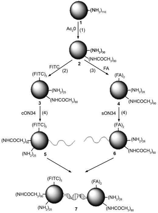 Scheme I. Synthetic scheme for the preparation of a DNA-linked cluster of G5-FITC and G5-FA dendrimers. (1) triethylamine, MeOH, 16h; (2) DMSO; (3) EDC in DMF:DMSO (3:1; v/v); (4) 0.1M EDC/0.1 M Imidazole (pH 6.0) in 0.5 M LiCl; (5) 10 mM phosphate buffer (pH 7.4), 150 mM NaCl, annealed at 90°C for 10 min, then cooled to room temperature over 3 h.