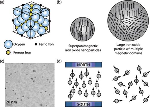 Figure 1. Schematic representations of superparamagnetic iron oxide (SPIO). (a) Spinal crystal structure for SPIO.
(b) Comparison of a SPIO nanoparticle, which possesses a single magnetic domain (ie, all of the individual moments of the atoms are aligned) to a larger iron oxide particle that has multiple magnetic domains. In general, the presence of multiple magnetic domains will result in a reduced net magnetization because the domains will interfere with each other. (c) Transmission electron micrograph of SPIO nanoparticles. (d) Schematic illustrating the behavior of SPIO in the presence and absence of an external magnetic field. In the presence of a magnetic field the magnetic moment of SPIO aligns in the direction the magnetic field; however, in the absence of a magnetic field SPIO become randomly oriented due to Brownian fluctuations. Brownian motions are also sufficient to prevent aggregation of the nanometer-sized SPIO, when prepared appropriately.