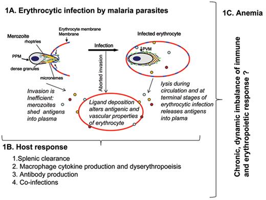 Figure 1. Malarial anemia: a model for the role of parasite ligands and dynamics of the host immune and erythropoietic response. A. A schematic of blood stage parasite infection. Extracellular merozoites contain specialized organelles called the rhoptries, micronemes and dense granules. Parasite proteins (blue orange and red dots) from these organelles are delivered to the junction of invasion (that concentrates rafts shown in blue) between the merozoite and the erythrocyte. Invasion is a rapid, highly inefficient process and thus may be aborted but nonetheless result in antigen deposition on the erythrocyte. Parasites that become intracellular continue to secrete proteins to remodel the erythrocyte as they mature (for 48 hours for Plasmodium falciparum). When infected erythrocytes rupture, parasite proteins are released in plasma. Parasite protein release in plasma also occurs when merozoites fail to invade erythrocytes. A subset of these are erythrocyte adhesive and may deposit on uninfected erythrocytes to change their antigenic and vascular properties. B. 1). Uninfected and infected erythrocytes remodelled by parasite as shown in panel A may be filtered by the spleen. This could be due to mechanical filtration as well as an inflammatory response. 2). Nurse cell macrophages secrete cytokines that are critical to maturation of erythrocytes. Stimulation of Th1 as well as (unexpectedly) Th2 cytokines like IL4, by multiple components shown in panel A, may promote diserythropoiesis. 3 and 4). Antibody production and coinfections could modulate both splenic and macrophage functions and thus exacerbate anemia. C. Initial modelling studies suggest that events triggered in A create imbalance in both the immune and hematopoietic responses shown in B, such that both must be restored to overcome this complex disease pathology.