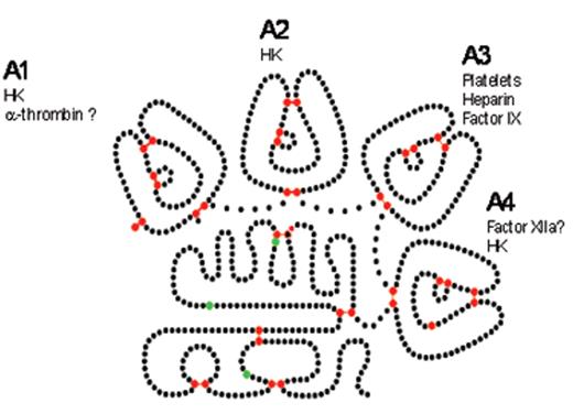 Figure 1. Structure of factor XI (FXI).
 A) Cartoon structure of FXI. Filled circles represent amino acids, the catalytic triad is in green and cys-cys bonds in red. A1–4 are the apple domains. (Figure provided by David Gailani and modeled after an image in McMullen et al.43) 
 B) Crystal structure of FXI. (Figures provided by S.L. Perkins, UCL, adapted by permission from Macmillan Publishers Ltd10 copyright 2006.) The FXI monomer is displayed in the “cup and saucer” view. The serine protease domain (SP) is shown at the top with red α-helices and yellow β-strands. The four apple (Ap1–Ap4) domains are shown at the bottom with cyan α-helices and violet β-strands. The artwork was prepared using PYMOL from the Protein Data Base entry code 2F83.
 C) Crystal structure of the FXI dimer is displayed to show the interaction of the two Ap4 domains with each other. The SP and Ap1–Ap4 domains follow the same coloring as in Figure 1B. The two monomers are shown on either side of the dashed line.