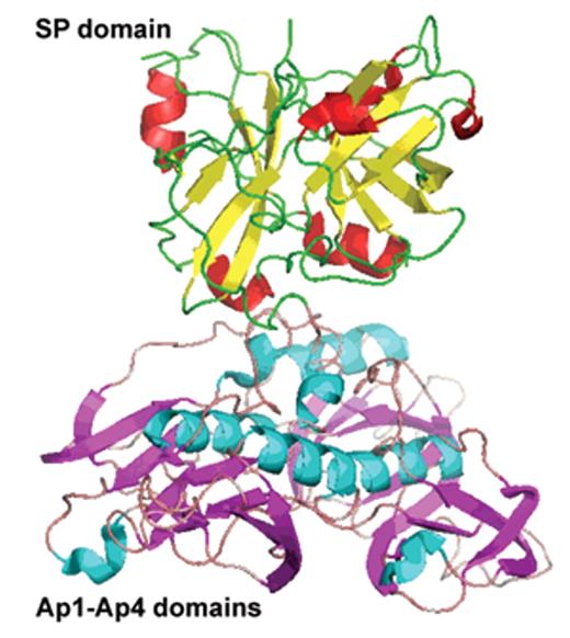 Figure 1. Structure of factor XI (FXI).
A) Cartoon structure of FXI. Filled circles represent amino acids, the catalytic triad is in green and cys-cys bonds in red. A1–4 are the apple domains. (Figure provided by David Gailani and modeled after an image in McMullen et al.43)
B) Crystal structure of FXI. (Figures provided by S.L. Perkins, UCL, adapted by permission from Macmillan Publishers Ltd10 copyright 2006.) The FXI monomer is displayed in the “cup and saucer” view. The serine protease domain (SP) is shown at the top with red α-helices and yellow β-strands. The four apple (Ap1–Ap4) domains are shown at the bottom with cyan α-helices and violet β-strands. The artwork was prepared using PYMOL from the Protein Data Base entry code 2F83.
C) Crystal structure of the FXI dimer is displayed to show the interaction of the two Ap4 domains with each other. The SP and Ap1–Ap4 domains follow the same coloring as in Figure 1B. The two monomers are shown on either side of the dashed line.