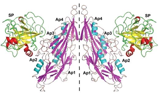 Figure 1. Structure of factor XI (FXI).
A) Cartoon structure of FXI. Filled circles represent amino acids, the catalytic triad is in green and cys-cys bonds in red. A1–4 are the apple domains. (Figure provided by David Gailani and modeled after an image in McMullen et al.43)
B) Crystal structure of FXI. (Figures provided by S.L. Perkins, UCL, adapted by permission from Macmillan Publishers Ltd10 copyright 2006.) The FXI monomer is displayed in the “cup and saucer” view. The serine protease domain (SP) is shown at the top with red α-helices and yellow β-strands. The four apple (Ap1–Ap4) domains are shown at the bottom with cyan α-helices and violet β-strands. The artwork was prepared using PYMOL from the Protein Data Base entry code 2F83.
C) Crystal structure of the FXI dimer is displayed to show the interaction of the two Ap4 domains with each other. The SP and Ap1–Ap4 domains follow the same coloring as in Figure 1B. The two monomers are shown on either side of the dashed line.