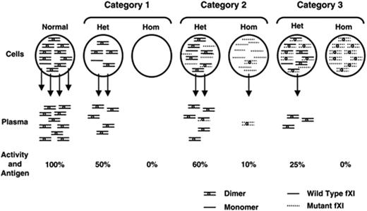 Figure 3. Mechanisms for cross-reactive material (CRM)–negative FXI deficiency.24
FXI dimers and monomers within circles at the top of the figure represent intracellular protein, arrows indicate secretion, and FXI dimers below the arrows represent plasma FXI. The percentage of activity and antigen values shown are what would be expected, on average, for different mechanisms. Mutations in category 1 prevent or reduce synthesis of FXI polypeptide, and heterozygosity for such a mutation would not affect the product of the normal allele. Glu117Stop is the most common example from this group. Category 2 contains polypeptides that are synthesized but dimerize poorly, resulting in intracellular retention of monomers. Heterozygosity for this type of mutant would have little effect on secretion of product from the normal allele, because the mutant would dimerize poorly with the wild-type polypeptide, and heterodimers that do form are secreted. The diagram shows the expected result of the most common mutation in this group, Phe283Leu, which has a partial defect in dimerization. Category 3 includes polypeptides that are synthesized and form dimers, but that are secreted poorly in homodimeric or heterodimeric forms. This category includes Ser225Phe and Cys398Tyr. The mutant polypeptide reduces wild-type FXI polypeptide secretion through formation of nonsecretable heterodimers (dominant-negative effect).
This research was originally published in Kravtsov DV, Monahan PE, Gailani D. A Classification system for cross-reactive material-negative factor XI deficiency. Blood. 2005;105:4671–3, © the American Society of Hematology and is reproduced here with permission.
Het indicates heterozygote; Hom, homozygote for fFXI gene mutation.