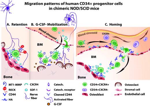 Figure 1. (A) Retention of human CD34+ HSPCs via SDF-1/CXCR4 interactions, CD44/HA interactions, and inhibition of MT1-MMP and MMP2/9 by RECK, all leading to tissue-anchored, quiescent CD34+ HSPCs. (B) G-CSF-induced mobilization of human CD34+ HSPCs via activation of osteoclasts, proteloytic enzymes (including up-regulation of surface MT1-MMP), cleavage of CD44 and SDF-1, and CXCR4 up-regulation, leading to CD34+ HSPC proliferation, differentiation, and increased recruitment to the circulation. (C) Homing of human CD34+ HSPCs in transplanted, immune-deficient NOD/SCID mice preconditioned with total body irradiation. Increased SDF-1 levels in the murine bone marrow endothelium and endosteum region attract human CD34+/CXCR4+ HSPC, while CXCR4-/low HSPCs are mostly trapped in the circulation