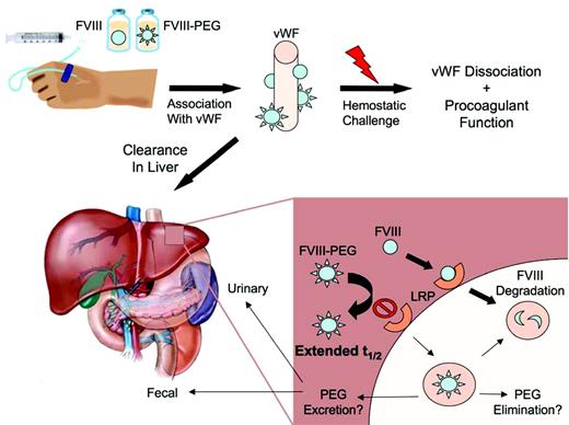 Figure 2. Life cycle of FVIII. Following intravenous infusion, FVIII is stabilized in plasma through noncovalent association with vWF, protecting it from proteolysis and cellular uptake. With a hemostatic challenge, thrombin activation releases FVIII from vWF so that it can exert its procoagulant function. The majority of infused FVIII is cleared in the liver through interaction with the low-density lipoprotein receptor-related protein (LRP) family of cell surface receptors. A PEGylated form of FVIII would have reduced cellular uptake and a resultant prolongation of plasma half-life. The elimination of PEG-FVIII that is internalized in the hepatocyte has not been fully characterized, but may follow urinary and fecal excretion routes limiting intracellular accumulation.