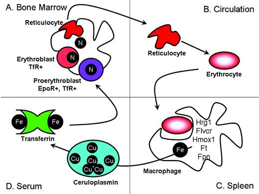 Figure 1. Erythroid precursors mature in the bone marrow in physical contact with a central macrophage (A). After completing hemoglobinization, erythroid precursors extrude their nucleus and enter the circulation (B). Senescent erythrocytes are phagocytosed by tissue macrophages, where the iron is recycled (C). Iron is returned to the erythron via diferric transferrin (D). (Figure courtesy of the author.)