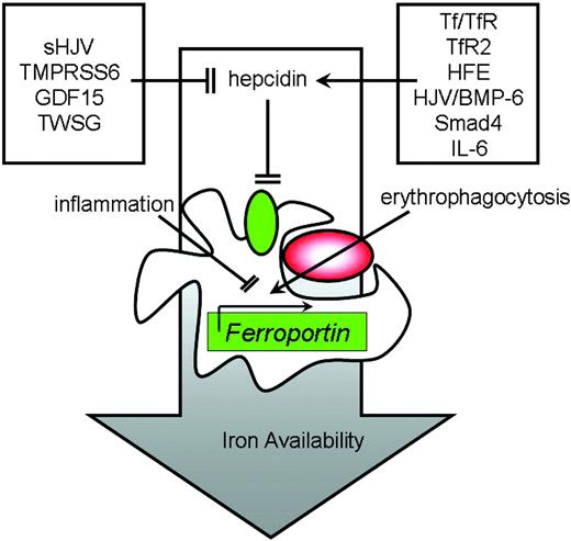 Figure 2. Circulating hepcidin concentration is regulated by molecular mediators that communicate the status of iron stores (Tf, TfR, TfR2, HFE, HJV, BMP-6, Smad4), inflammation (IL-6), and erythroid drive (GDF15, TWSG, and likely others). Hepcidin promotes the internalization and degradation of Fpn on tissue macrophages. Erythrophagocytosis and inflammation also transcriptionally and translationally regulate Fpn within the macrophage.