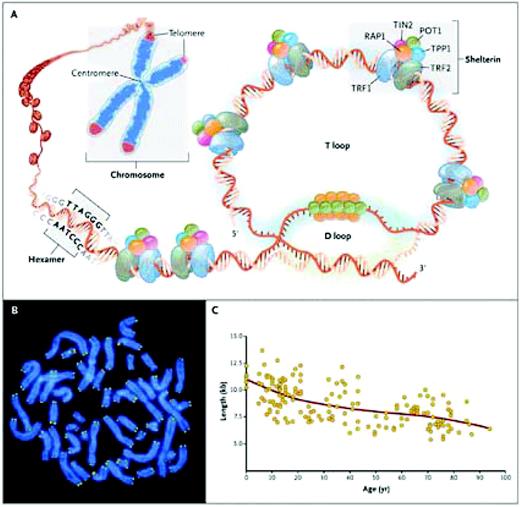 Figure 1. Telomere structure. (A) Telomeres are located at the ends of linear chromosomes; they are composed of hundreds to thousands of tandem DNA repeat sequences: hexameric TTAGGG in the leading strand and CCCTAA in the lagging strand in humans. Protective proteins associated with telomere DNA are collectively termed shelterin (TRF1, TRF2, TIN2, POT1, TPP1, and RAP1). The 3′ end of the telomeric leading strand terminates as a single-stranded overhang, which folds back and invades the double-stranded telomeric helix, forming the T loop. (B) Telomeres can be directly visualized under the microscope at the ends of metaphase chromosomes (four telomere signals per chromosome) by fluorescence in situ hybridization (FISH). (Image provided by Peter Lansdorp, MD, PhD.) Average telomere length can be measured by several methods: a technique that combines flow cytometry and FISH (flow-FISH), Southern blotting, and a quantitative polymerase-chain-reaction (qPCR) assay. Flow-FISH can measure the telomere length in different cell subgroups, such as granulocytes or CD4+ T lymphocytes; Southern blotting reveals length and length heterogeneity; and qPCR is a rapid assay that requires very small amounts of DNA. (C) The average length of telomeres in human leukocytes varies, ranging from approximately 11 kb at birth (in umbilical-cord blood) to 6 kb at 90 years of age. Telomere loss is most rapid early in life, and over a life span it is not linear but follows a third-order polynomial. Data are from Yamaguchi et al.14 Reprinted with permission from Calado RT, Young NS. Telomere diseases. N Engl J Med. 2009;361:2353–2365.