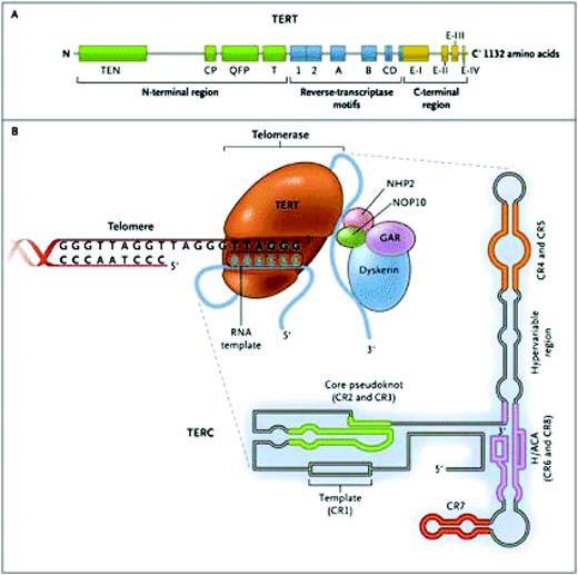 Figure 2. The telomerase complex and its components. The enzyme telomerase reverse transcriptase (TERT), its RNA component (TERC), the protein dyskerin, and other associated proteins (NHP2, NOP10, and GAR1) are shown. Telomerase catalytically adds TTAGGG hexameric nucleotide repeats to the 3′-hydroxyl end of the telomeric leading strand, using a specific sequence in the RNA component as the template. TERT contains three major domains: the N-terminal region, the reverse-transcriptase motifs, and the C-terminal region, all containing evolutionarily conserved motifs. TERC contains 451 nucleotides in seven conserved regions (CR1 through CR7), including the template (CR1), and an H/ACA box, a hairpin nucleotide sequence characteristic of a class of small nucleolar RNAs involved in RNA processing. Reprinted with permission from Calado RT, Young NS. Telomere diseases. N Engl J Med. 2009;361:2353–2365.