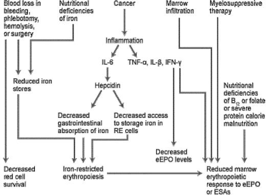 Figure 1. Multifactorial pathogenesis of anemia in cancer patients. (From Glaspy, 2009.7 Used with permission.) eEPO, endogenous erythropoietin; RE, reticuloendothelial