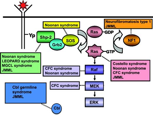 Figure 1. Schematic diagram showing ligand-stimulated Ras activation, the Ras-MAPK pathway, and the gene mutations reported to date contributing to the neuro-cardio-facio-cutaneous congenital disorders, a newly defined Cbl germ-line syndrome, and JMML. NL/MGCL, Noonan-like/multiple giant cell lesion; CFC, cardia-facio-cutaneous. (Modified from Chan et al., 2009.41 Used with permission from Elsevier.)