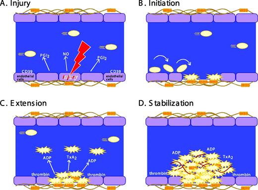Figure 1. Stages in platelet plug formation. A classical model. (A) Prior to vascular injury, platelet activation is suppressed by endothelial cell-derived inhibitory factors. These include prostaglandin PGI2 (prostacyclin), nitric oxide (NO), and CD39, an ADPase on the surface of endothelial cells that can hydrolyze trace amounts of ADP that might otherwise cause inappropriate platelet activation. (B) Initiation. The development of the platelet plug is initiated by thrombin and by the collagen-VWF complex, which captures and activates moving platelets. Platelets adhere and spread, forming a monolayer. (C) Extension. The platelet plug is extended as additional platelets are activated via the release or secretion of TxA2, ADP, and other platelet agonists, most of which are ligands for G protein-coupled receptors on the platelet surface. Activated platelets stick to each other via bridges formed by the binding of fibrinogen, fibrin, or VWF to activated αIIbβ3. (D) Stabilization. Finally, close contacts between platelets in the growing hemostatic plug, along with a fibrin meshwork (shown in red), help to perpetuate and stabilize the platelet plug. This model is being revised as new observations (described in the text) of the behavior of individual platelets within the hemostatic plug add additional refinements.