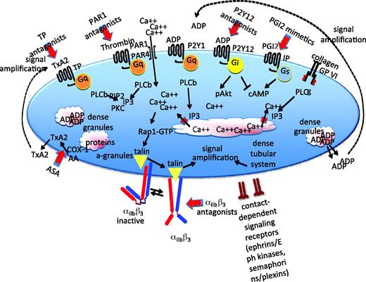 Figure 2. Pathways that support platelet activation. A summary of some of the major signaling pathways and events of platelet activation. Further details in the text. PLC, phospholipase C; PKC, protein kinase C; IP3, inositol-1,4,5-trisphosphate; αIIbβ, refers to the platelet integrin that is also known as GP IIb-IIIa in older literature; IP and TP, PGI2 and TxA2 receptors.