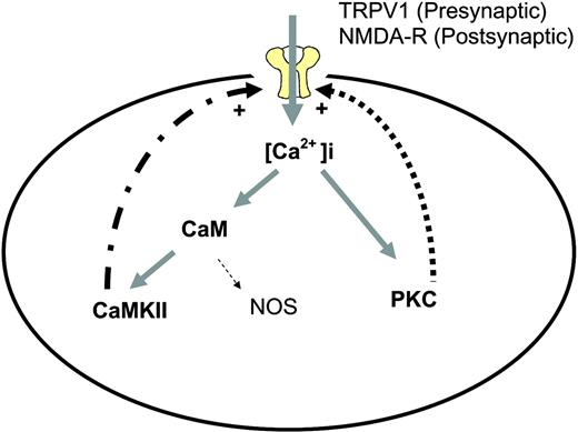 Figure 2. Positive feed-forward loops involving PKC and CaMKII in neuropathic pain. This is a simplified scheme demonstrating the persistent activation of PKC and CaMKII in neuropathic pain. Ca2+ influx through the activation of the NMDA receptors or TRPV1 leads to increased intracellular Ca2+ levels and subsequent activation of PKC and CaMKII. Both PKC and CaMKII can activate the NMDA receptors or TRPV1 via phosphorylation. Such feed-forward mechanisms may be one way for the sustained activation of PKC or CaMKII in neuropathic pain. It is likely that additional mechanisms can activate and/or sustain the activation of PKC and CaMKII, for example, by activating a Gq-coupled receptor or through Ca2+ release from the intracellular storage. It should be noted that PKC and CaMKII do not need to be co-expressed or simultaneously activated in a single cell. Whereas the NMDA receptors are expressed in the post-synaptic neurons, the TRPV1 may play a major role in pre-synaptic neurons. For downstream signal transduction, these protein kinases phosphorylate numerous effectors, including transcription factors, receptors, and ion channels.