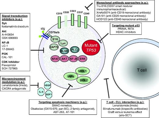 Figure 5. Selection of targets and novel agents in early clinical trials of CLL. There are multiple “biological” therapeutic approaches in current clinical development in CLL. Signal transduction inhibition will often target the B-cell receptor cascade, which has been shown to be critical to CLL cell survival. A number of surface molecules of CLL cells can be targeted by antibodies. Different members of the apoptosis machinery are targets currently explored in clinical trials. Microenvironmental stimulation and T-cell interaction are of critical importance for CLL cell survival, and are being increasingly utilized for treatment strategies. There is ongoing interest in using mutant p53 as a “druggable” target, and a number of agents have been identified that may preferentially target mutant p53.34 Improving efficacy in CLL with p53 pathway defects is likely to offer the greatest overall benefit.