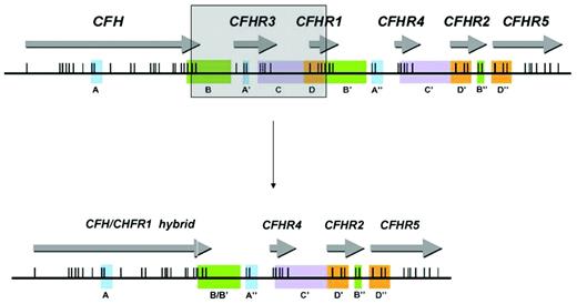 Figure 2. The genes encoding factor H and the factor H–related proteins lie in a centromeric segment of the regulators of complement activation cluster at 1q32. Genomic duplications including the different exons of the 6 genes (originally determined by Male et al12) are shown in panels A-D by color coding. Exons are indicated as vertical lines. The shaded box shows how a deletion occurring as a result of nonallelic homologous recombination results in a hybrid gene consisting of the first 21 exons of CFH (encoding SCRs 1-18 of the hybrid gene) and the last 2 exons of CFHR1 (encoding SCRs 19 and 20 of the hybrid gene). (Adapted from Venables et al.)