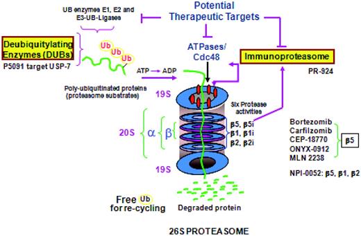 Figure 2. The proteasome: present and future therapies.