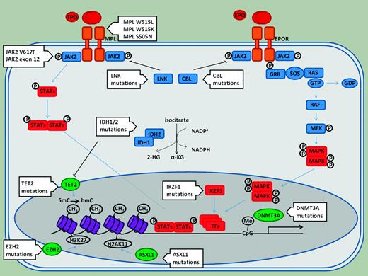 Figure 1. Summary of acquired abnormalities in MPN.