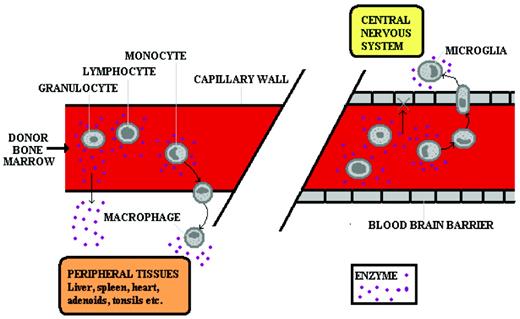 Figure 1. Cross-correction in IEM. In the peripheral circulation (left panel), enzyme is delivered to the tissues either by diffusion of plasma enzyme (derived from pharmacologically delivered enzyme or from secretion by donor leukocytes) or by leukocytes leaving the circulation and entering the tissues. In the CNS (right panel), enzyme is delivered by the latter means only because the blood-brain barrier does not permit diffusion of the plasma-derived enzyme. Therefore, ERT does not correct CNS disease, but HSCT does.