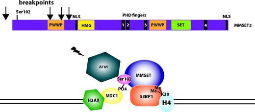 Figure 1. MMSET is involved in DNA repair. An ideogram of MMSET highlights the important functional domains of the protein, with arrows indicating the initiation of translation of the truncated forms, lacking Ser102, that result from translocation break points between the coding exons. After DNA damage, MMSET is phosphorylated on Ser102 by ATM and is recruited to sites of double-strand breaks by MDC1, where it methylates H4K20. Dimethylation of H4K20 recruits p53-binding protein (53BP1), a key transducer of the DNA-damage checkpoint signal. 53BP1 is required for p53 accumulation, G2/M checkpoint arrest, and the intra-S-phase checkpoint in response to ionizing radiation.
