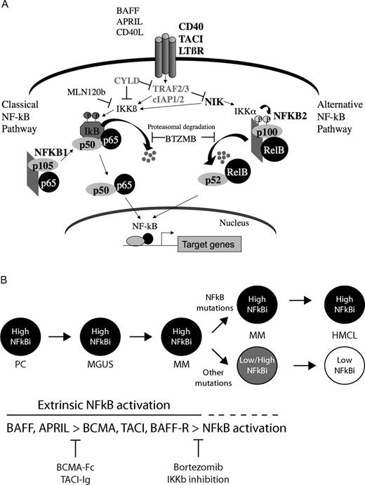 Figure 2. A promiscuous array of mutations activate the classical and alternative NFκB pathways in MM. (A) Mutations of several genes (CD40, TACI, LTBR, CYLD, TRAF2, TRAF3, cIAP1, cIAP2, NIK, NFκB1, NFκB2, BTRC, CARD11, IKBIP, IKBKB, MAP3K1, RIPK4, TLR4, and TNFRSF1A) that result in activation of the NFκB pathways have recently been identified. (B) In PCs and early during neoplastic transformation, the cells are dependent on extrinsic ligands (BAFF and APRIL) to activate the NFκB pathway. With tumor progression, the cells acquire mutations that result in constitutive activation of the NFκB pathway and stromal independence or other mutations as yet unknown, which substitute for the requirement for NFκB activation. Different therapeutic interventions that may be effective at the distinct stages of tumor progression are shown at the bottom.