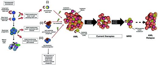Figure 2. Model of leukemogenesis.