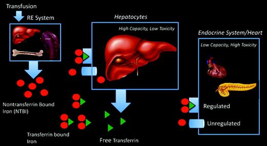 Figure 5. Schematic depicting organs responsible for iron cycling and iron uptake in thalassemia major patients.