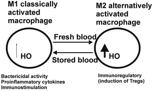 Figure 1. Hypothetical model for the effect of stored versus fresh blood transfusion on macrophage differentiation. Under inflammatory conditions such as after transfusion of stored RBCs containing lipids and microparticles, macrophages are polarized toward the classical M1 macrophage activation pathway associated with bactericidal activity and proinflammatory cytokine production conducive of immunostimulation. The transfusion of fresh blood under noninflammatory conditions is associated with less RBC clearance and therefore less loading of macrophages with heme, as well as up-regulation of HO and a shift toward the M2 differentiation pathway, which is associated with immunoregulation through the induction of Tregs.