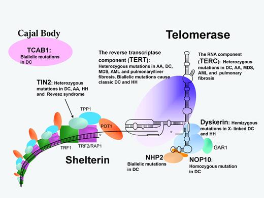 Figure 3. Schematic representation of the telomerase and shelterin complexes involved in telomere maintenance. Protein/RNA names in bold are mutated in DC and related disorders as listed. AA indicates aplastic anemia; MDS, myelodysplastic syndrome; and RS, Revesz syndrome.