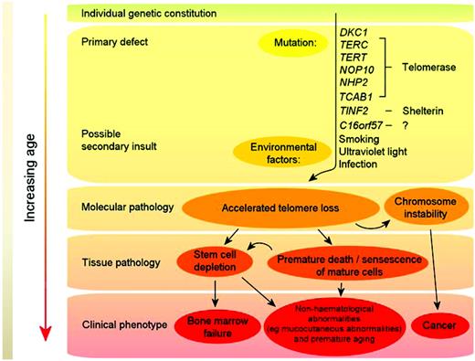 Figure 4. Model of DC pathophysiology. Mutations in telomerase and shelterin components (primary defects) cause excessive telomere attrition; this, together with environmental factors (eg, smoking), in the context of the overall genetic constitution of the individual, leads to premature cell death and chromosome instability. With increasing age, this eventually either reduces/exhausts the stem cell reserve (thereby leading to clinical features such as BM failure) or results in cancer.