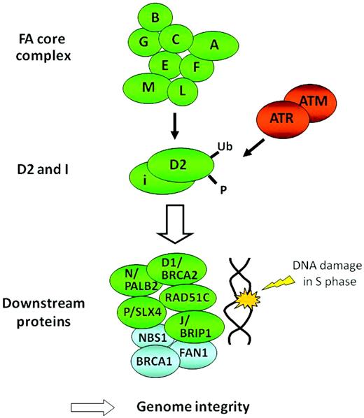 Figure 1. The FA/BRCA biological pathway. FANC proteins are shown in green.