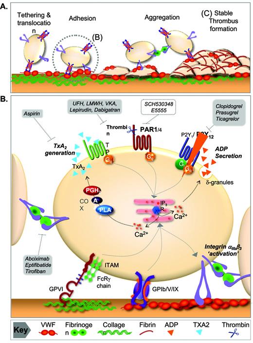 Figure 1. Hemostatic and prothrombotic function of platelets under flow. (A) Platelet adhesion mechanisms operating under arterial flow. After disruption of the endothelium, platelets are rapidly recruited from flowing blood via a tethering mechanism dependent on the interaction of platelet GPIb-V-IX and VWF. This adhesive bond has a rapid dissociation rate, resulting in platelet translocation on the vessel wall. (B) Platelet firm adhesion and aggregation. Translocating platelets engage collagen in the vessel wall through their adhesion receptors GPVI and α2β1. GPVI is the major collagen receptor inducing intracellular calcium flux necessary for stable platelet adhesion, cytoskeletal reorganization, αIIbβ3 activation, and the release of the soluble agonists (ADP and TxA2). These agonists act through specific G-protein–coupled receptors to amplify the platelet activation response. TxA2 is derived from the metabolism of arachidonic acid via the COX-1 pathway, whereas ADP is released from platelet-dense granules. Locally generated thrombin also enhances platelet activation through proteolytic cleavage and activation of PARs. Activated platelets form stable aggregates through αIIbβ3 engagement of VWF and fibrinogen. These molecular pathways of amplification of platelet activation are the target of both clinically available and experimental therapeutic interventions in the treatment of atherothrombotic disease. (C) Stabilization of the platelet thrombus. The primary hemostatic plug is consolidated by fibrin generation at the site of injury and throughout the developing thrombus. α-Thrombin generation at the injured vessel wall is critically dependent on TF, whereas thrombin generation on the surface of activated platelets is likely to evolve both TF and contact factor–dependent activation of blood coagulation. UHF indicates unfractionated heparin; LMWH, low-molecular-weight heparin; VKA, vitamin K antagonist; PGH2, prostaglandin H2; AA, arachidonic acid, PLA2, phospholipase A2; IP3R, inositol trisphosphate receptor; ITAM, immunoreceptor tyrosine-based activation motif; FcRγ, Fc receptor gamma.