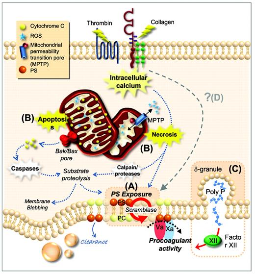Figure 2. Procoagulant function of platelets. (A) Plasma membrane phospholipids are asymmetrically distributed in resting platelets, with PS confined to the inner leaflet. After platelet activation by potent agonists, high levels of sustained intracellular calcium triggers scramblase activity. Scramblase activation results in the loss of phospholipid asymmetry and PS exposure on the outer leaflet of the platelet membrane, providing the requisite surface for rapid thrombin generation. (B) PS exposure can be induced through two distinct cell-death pathways; apoptosis and necrosis. Apoptosis results in assembly of the Bak/Bax mitochondrial membrane pore, causing release of cytochrome C (CytC), caspase activation, and substrate proteolysis. Necrotic cell death can be initiated by elevated cytosolic Ca2+, causing a loss in mitochondrial membrane potential and subsequent formation of a mitochondrial permeability transition pore (mPTP). mPTP formation results in bioenergetic failure through ATP depletion with consequent reactive oxygen species (ROS) generation, leading to loss of membrane integrity. (C) Platelets can also contribute to thrombin generation via activation of FXII through the release of polyphosphate from dense granules. (D) Whether there are additional cell death pathways regulating PS exposure and the procoagulant function of platelets remains unclear. PC indicates phosphatidylcholine.