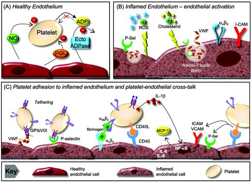 Figure 3. Platelet-endothelial cell interactions. (A) The healthy endothelium. The anti-adhesive phenotype of endothelial cells is maintained through 3 intrinsic pathways: the ecto-ADPase/CD39/NTPDase pathway, which metabolizes ADP, and the PGI2 and NO pathways, which inhibit platelet activation through the stimulation of cAMP and cGMP production, respectively. (B) Endothelial activation in hyperlipemia. In a hyperlipidemic milieu, the endothelium becomes inflamed as a result of modified lipoprotein particles and reactive oxygen species (ROS) accumulating in the intima. This leads to the expression of adhesive ligands (VWF and P- and E-selectins) on the endothelium. (C) Platelet adhesion to the inflamed endothelium and platelet endothelial cross-talk. The expression of VWF and P-selectin on the endothelial surface supports platelet tethering and rolling. Subsequently, stable platelet adhesion occurs through fibrinogen-αIIbβ3 complexes binding to αvβ3 or ICAM-1 on endothelial cells. Adherent platelets secrete numerous bioactive substances that alter the chemotactic and adhesive properties of the endothelial cells. Platelet-derived IL-1β induces endothelial secretion of IL-6 and IL-8 and surface expression of ICAM-1, αvβ3, and MCP-1. Platelet CD40 ligand binds CD40 on endothelial cells, resulting in up-regulation of adhesive molecules (ICAM-1, VCAM-1, and E- and P-selectin), cytokine and TF release, and reduction in NO synthesis. Ecto ADPase indicates ecto-adenosine diphosphatase; NTPDase, nucleoside triphosphate diphosphohydrolase.