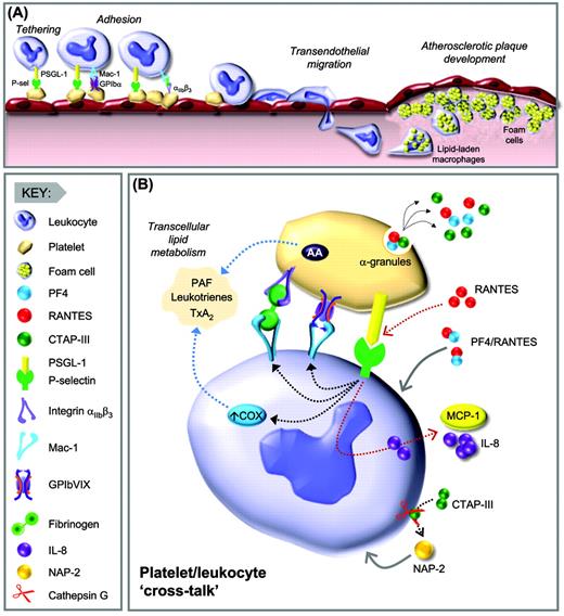 Figure 4. Platelet-leukocyte interactions promoting atherogenesis. (A) Platelet-mediated leukocyte recruitment and adhesion. Leukocyte recruitment to endothelial-bound platelets occurs in a multistep coordinated process. Initial tethering of leukocytes is mediated by the interaction of P-selectin expressed on the platelet surface with its cognate receptor leukocyte PSGL-1. Ligation of PSGL-1 promotes activation of leukocyte β2 integrins (Mac-1 and LFA-1), necessary for stable leukocyte adhesion. Note that Mac-1 can engage several platelet ligands, including GPIbα, ICAM-2, and JAM-3, as well as fibrinogen bound to αIIbβ3. Release of the chemokine RANTES at sites of atherogenesis leads to enhanced monocyte adhesion. Monocytes subsequently migrate through the endothelium and differentiate into macrophages, which engulf lipids and transform into foam cells. (B) Platelet-leukocyte cross-talk. Bioactive mediators derived from α-granules of activated platelets, including PF4, synergize with RANTES to enhance leukocyte adhesion and monocyte differentiation. RANTES, acting in concert with P-selectin, results in MCP-1 and IL-8 secretion by monocytes. CTAP-III is another chemokine released from the platelet α-granules, which is subsequently converted into active NAP-2 by the neutrophil membrane associated serine-protease cathepsin G. NAP-2 enhances leukocyte adhesion and neutrophil transendothelial migration. Up-regulation of COX-2 in monocytes via pathways involving IL-Iβ and P-selectin results in increased production of proinflammatory mediators, including PAF, leukotrienes, and TxA2 via transcellular eicosanoid metabolism. P-sel indicates P-selectin; AA, arachidonic acid.
