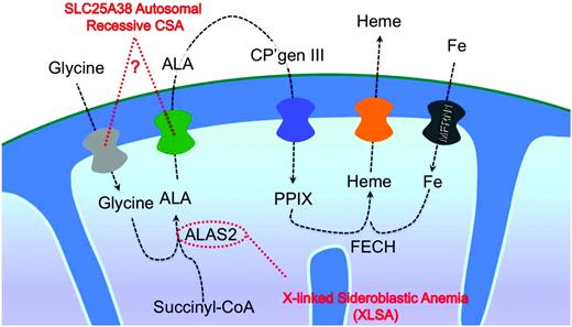 Figure 1. Heme synthesis and CSA. The intra-and extramitochondrial step in heme biosynthesis, as well as the inferred transport steps for heme precursors across the mitochondrial inner membrane, are depicted in relation to 2 heme-related causes of CSA: XLSA and SLC25A38 deficiency. 5-ALA is synthesized from succinyl-CoA and glycine by ALAS2. SLC25A38 likely imports glycine into mitochondria and might also export ALA to the cytosol. In the cytosol, ALA molecules are assembled into coproporphyrinogen III (CP'gen III) that is further modified to protoporphyrin IX (PPIX) in the mitochondrial intermembrane space and then transported into the mitochondria by an unknown transporter. Iron transported into mitochondria by MFRN1 is combined with PPIX to form heme by the enzyme FECH.