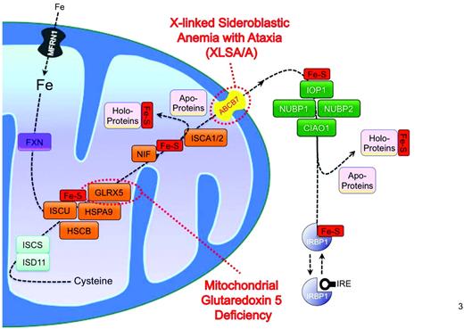 Figure 2. Fe-S cluster biogenesis and CSA. Intra- and extramitochondrial pathways of Fe-S cluster synthesis and assembly into apoproteins are shown in relation to 2 CSA phenotypes: XLSA/A and GLRX5 deficiency. Frataxin (FXN) is thought to facilitate the delivery of iron, transported into mitochondria by MFRN1, to an Fe-S cluster assembly complex that involves the scaffold protein ISCU, the mitochondrial HSP70 homolog HSPA9 and its cochaperone HSCB, and glutaredoxin 5 (GLRX5). Elemental sulfur for this process is derived from cysteine by the cysteine desulfurase complex that includes the ISCS and ISD11 proteins. Subsequent to the assembly of the cluster, NIF and ISCA1/2 and other proteins are required to deliver the nascent Fe-S cluster to mitochondrial apoproteins. An unknown component required for cytosolic Fe-S cluster assembly of mitochondria is transported by ABCB7 to the multiprotein cytosolic Fe-S cluster assembly machinery that involves IOP1, NUBP1, NUBP2, and CIAO1. Among the cytosolic Fe-S proteins is IRBP1, which exists in a form containing an Fe-S cluster that functions as a cytosolic aconitase and in a clusterless form that binds IRE RNA stem-loop structures, thereby controlling translation or degradation of several mRNAs, including ALAS2.