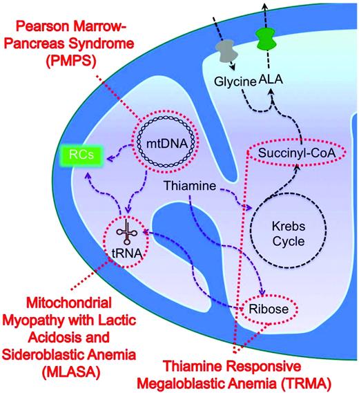 Figure 3. Mitochondrial protein synthesis and CSA. Heteroplasmic deletions in mitochondrial DNA, which may include mitochondrial tRNA genes, are associated with PMPS. MLASA is associated with mutations in PUS1 and the mitochondrial YARS2. Each of these mutations is expected to lead to defective production of multiple proteins encoded in mitochondrial DNA. Thiamine is involved in multiple mitochondrial pathways, including de novo ribose synthesis and in an enzyme that supplies metabolites to the Krebs cycle, which supplies the heme precursor succinyl-CoA. Therefore, deficiency in the cell-surface high-affinity thiamine transporter SLC19A2, which causes TRMA, might lead to defects both in mitochondrial RNA translation and in heme synthesis.