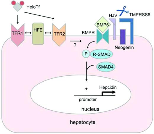Figure 1. Regulation of hepcidin by iron. Binding of BMP6 to receptors (BMPRs) at the hepatocyte plasma membrane results in phosphorylation (P) of receptor-associated SMAD proteins (R-SMADs), which form a complex with the common mediator SMAD4. This SMAD4 complex translocates to the nucleus to bind specific regulatory elements in the promoter of the hepcidin gene, increasing hepcidin transcription. The glycosylphosphatidylinositol-linked protein HJV acts as a BMP coreceptor that promotes hepcidin signaling through this pathway. Neogenin may interact with HJV and enhance BMP signaling. In contrast, the transmembrane serine protease TMPRSS6 inhibits hepcidin signaling through the BMP pathway by cleaving HJV from the plasma membrane. Hepatic BMP6 production increases in response to chronic iron loading, suggesting an autocrine or paracrine mechanism for regulating hepcidin synthesis to limit the progression of systemic iron loading. Binding of holo-transferrin (HoloTf) to TFR1 displaces HFE, which may interact with TFR2 to promote hepcidin expression. Whereas evidence suggests that HFE modulates hepcidin signaling through the BMP pathway, how HFE and its interactions with TFR1 and TFR2 may relate functionally to the BMP pathway is not yet known.