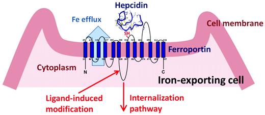 Figure 1. After binding hepcidin, ferroportin is covalently modified, internalized, and degraded, decreasing cellular iron export.