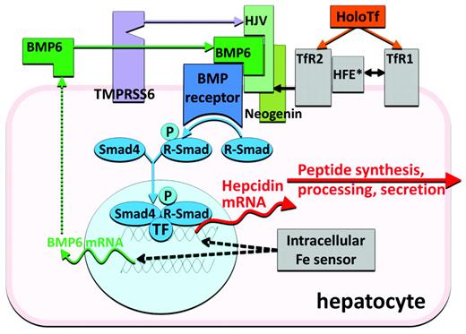 Figure 2. Hepcidin regulation by iron.