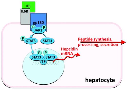 Figure 3. Hepcidin regulation by IL-6 during inflammation.