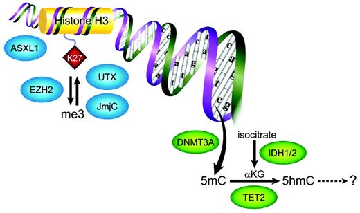 Figure 2. Genetic alterations of epigenetic pathways in MDS. The normal function of selected factors important for histone modification and DNA methylation is depicted. Left panel: In most cases, the biological consequences of mutations in these pathways is not yet well-established. Trimethylation (me3) of lysine 27 (K27) on the carboxyterminal tail of histone H3, a nucleosome component, is associated with transcriptional repression. ASXL1 is a polycomb repressive complex protein that maintains the repressive state. Both ASXL1 and EZH2 (encoding an H3K27 methyltransferase) are frequently mutated in MDS. Rare mutations (deletions) have also been identified in MDS samples in H3K27 demethylase enzymes, including UTX and other JmjC domain–containing proteins. Right panel: Cytosine methylation in CpG islands is associated with transcriptional repression. DNMT3A is a de novo DNA methyltransferase that converts unmethylated cytosine to 5mC. 5mC is converted to 5hmC by the TET proteins in the presence of αKG generated by the IDH enzymes. DNMT3A, TET2, IDH1, and IDH2 are all recurrently mutated in MDS samples.