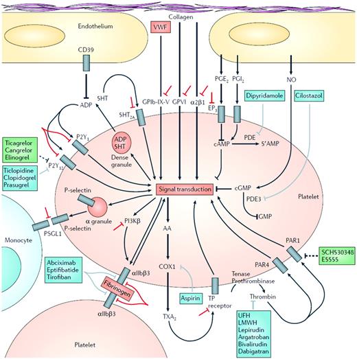 Figure 1. Platelet function and molecular targets of antiplatelet agents. Initial platelet adhesion to damaged vessel walls is mediated by exposed collagen binding to platelet surface GPVI and integrin α2β1 and by VWF binding to the platelet surface GPIb-X-V complex. Thrombin, generated by the coagulation cascade, is a potent activator of human platelets via 2 platelet surface receptors: PAR1 and PAR4. Three groups of platelet surface receptors provide important positive feedback loops for platelet activation: (1) P2Y1 and P2Y12 receptors are stimulated by ADP released from platelet dense granules; (2) 5-HT2A receptors are stimulated by serotonin (5-HT) released from platelet-dense granules; (3) the thromboxane prostanoid (TP) receptor is stimulated by TXA2 generated by the platelet COX1-dependent signaling pathway. Platelet-to-platelet aggregation is mediated by fibrinogen and, at high shear flow, VWF binding to the activated molecular conformation of GPIIb-GPIIIa. Platelet-monocyte adhesion is initially mediated by the binding of platelet surface P-selectin (which is only expressed on the platelet surface after platelet degranulation) to its constitutively expressed counterreceptor PSGL-1 on the monocyte surface. Molecular targets of FDA-approved antiplatelet agents are shown in blue. Unfractionated heparin, low-molecular-weight heparin, and direct thrombin inhibitors such as lepirudin, argatroban, bivalirudin, and dabigatran, unlike PAR1 antagonists, are anticoagulants rather than specific antiplatelet drugs. However, their inhibition of thrombin results in less platelet activation. Molecular targets of antiplatelet agents in clinical development are shown in green. Investigational strategies for novel antiplatelet agents are shown in red. LMWH, low molecular weight heparin; PG, prostaglandin; PSGL-1; P-selectin glycoprotein ligand 1; TX, thromboxane; UFH, unfractionated heparin. (Reproduced with permission from Michelson.1)