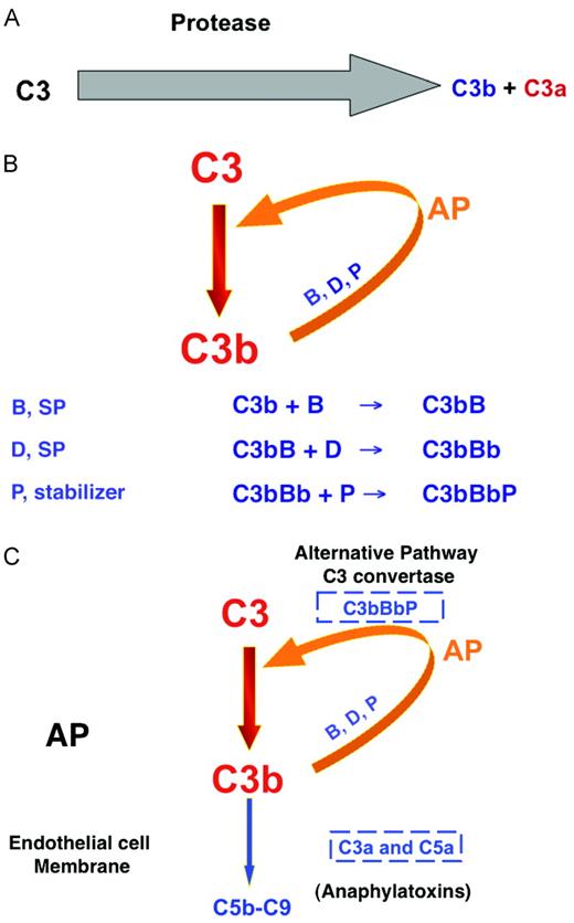 Figure 1. The AP of complement activation. (A) The AP of the complement system originally consisted of a serine protease that cleaved C3 to the opsonin C3b and the proinflammatory anaphylatoxin C3a. (B) An amplification loop was next evolved to more efficiently deposit C3b on a target and liberate C3a into the surrounding milieu. B indicates factor B, D indicates factor D, a serine protease; P, properdin, a stabilizer of the enzyme. (C) Development of a C5 convertase. The same enzyme that cleaves C3 (AP C3 convertase)can cleave C5 to C5a and C5b with the addition of a second C3b to the enzyme complex (AP C5 convertase).