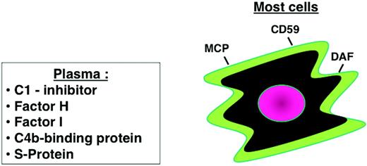 Figure 2. Cellular and plasma regulators of complement. Regulatory proteins on most host cells include MCP, DAF, and an inhibitor of the MAC (CD59). Plasma proteins also control activation in plasma and can assist on cell membranes. These include C1-inhibitor, factors H and I, C4b-binding protein, and S-protein (a MAC inhibitor).