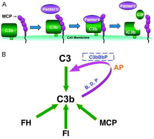 Figure 3. Cofactor activity controls complement activation. The most common functional defect in aHUS is reduced cofactor activity for C3b. (A) Cofactor activity. On the membrane of host cells, cofactors MCP and factor H bind C3b. This allows the serum protease factor I to cleave C3b and thereby prevent further C3 activation. (B) Complement regulators on cells and in plasma inhibit C3b. Mutations in one of the 3 inhibitors of the C3 and C5 convertases (factor H, factor I, and MCP) are seen in ∼ 50% of aHUS patients. MCP is widely expressed on almost all cells. Factor H, an abundant protein of plasma, is required for control in plasma and can bind to cell membranes and carry out CA. MCP and factor H both bind C3b, thereby enabling factor I to cleave C3b and thus prevent its participation in the AP's feedback loop.