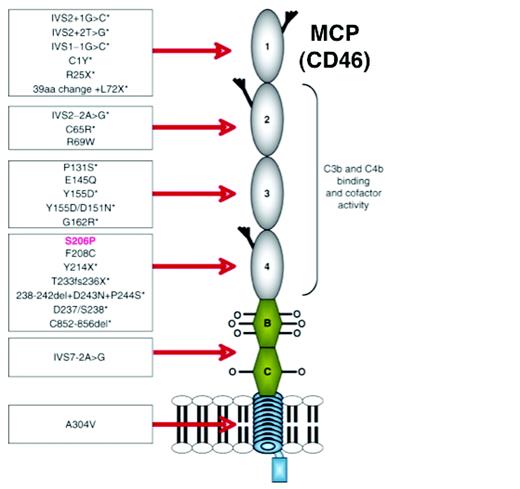 Figure 5. Schematic diagram of the structure of MCP and depiction of the initial 24 mutations associated with aHUS. MCP is an ∼ 65-kDa type 1 transmembrane glycoprotein. Beginning at the N-terminus, it consists of 4 ∼ 60 amino acid complement control repeats (also called short consensus repeats and occasionally referred to as “Sushi domains”). Modules 1, 2, and 4 each contain one N-glycosylation site. Next is an alternatively spliced region, rich in serines, threonines, and prolines that are sites for O-glycosylation. This is followed by a juxtamembraneous group of 12 amino acids (encoded by a separate exon) of unknown function, a transmembrane hydrophobic domain, a charged intracellular anchor, and the alternatively spliced cytoplasmic tail (tail 1 or 2). The MCP-BC isoform is shown. Mutations associated with aHUS are primarily clustered in the 4 extracellular modules. Mutations associated with reduced expression levels are marked by an asterisk. The mutation in red is S206P, which is discussed in the text. (Used with permission from Richards et al.15)